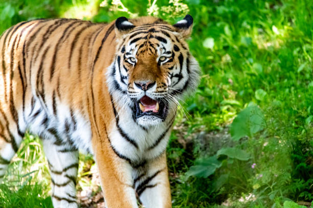 istock Siberian Tiger in wilderness on green backgroung 968480114