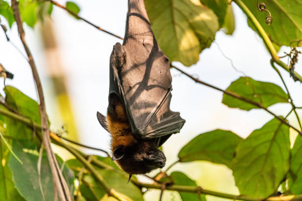 istock Fruit bat hanging in the tree and sleeping during the daytime 968488570