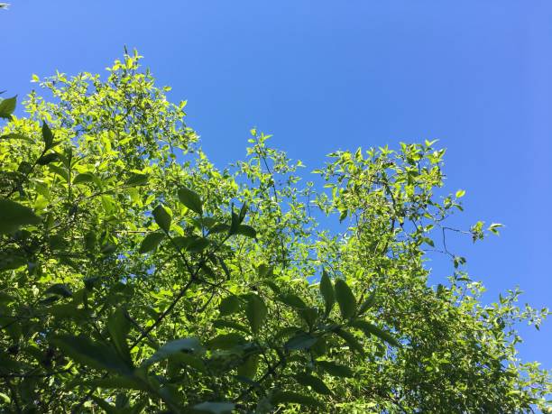 istock Spindle shrub at Belle Isle park in Exeter - May 2018 968488666