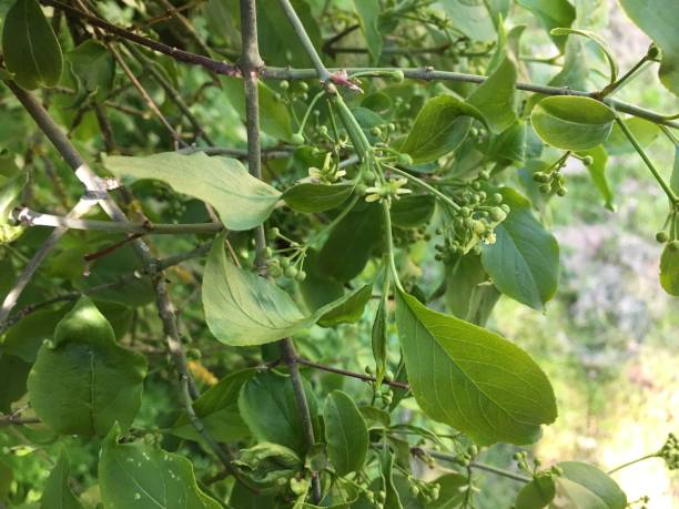 istock Spindle shrub at Belle Isle park in Exeter - May 2018 968488714