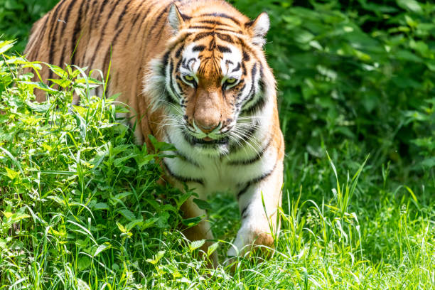 istock Siberian Tiger in wilderness on green backgroung 968488738