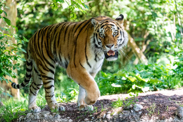 istock Siberian Tiger in wilderness on green backgroung 968488886