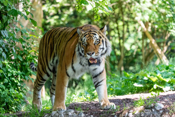 istock Siberian Tiger in wilderness on green backgroung 968489396