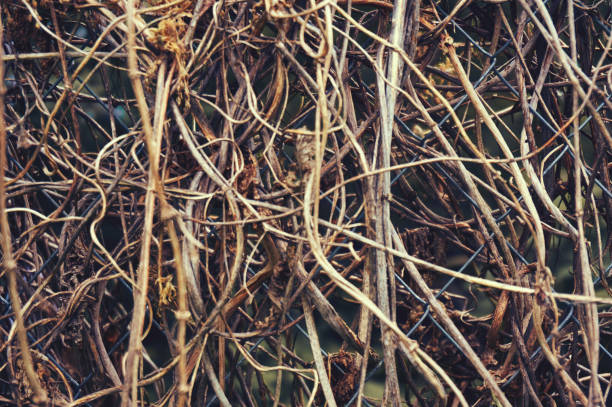 Old dried vines on a metal grid close-up. Abstract background.