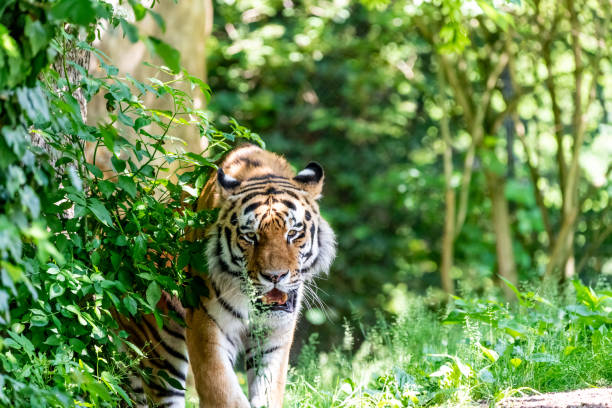 istock Siberian Tiger in wilderness on green backgroung 968493640