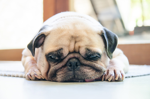Cute pug dog sleep rest on the floor and tongue sticking out in the lazy time