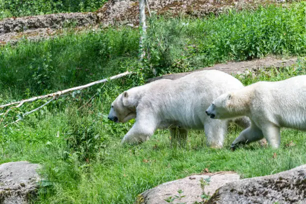 Icebear in summer on a green background