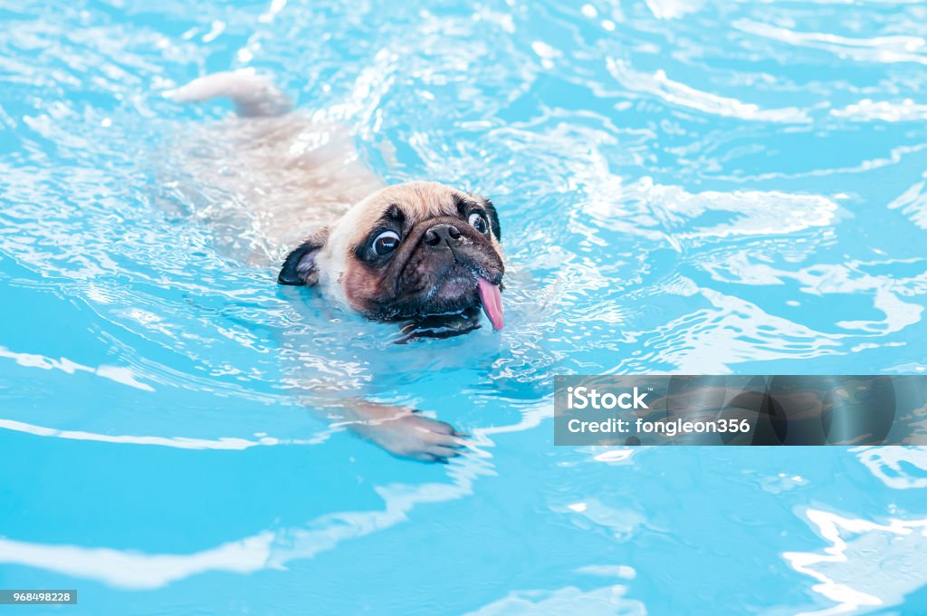 Happy cute pug dog swimming with tongue sticking out in the private local pool. Happy cute pug dog swimming with tongue sticking out in private local pool. Dog Stock Photo