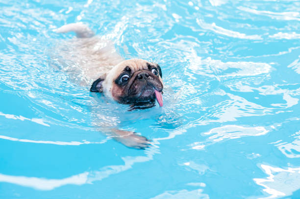 счастливый милый мопс собака плавание с языком торчали в частном местном бассейне. - swimming animal стоковые фото и изображения