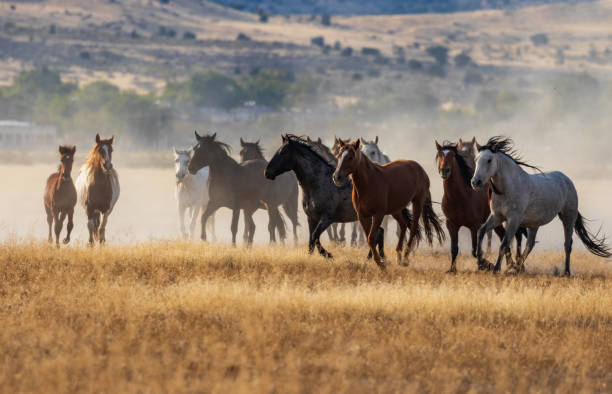 istock Herd of Wild Horses Running 968498254
