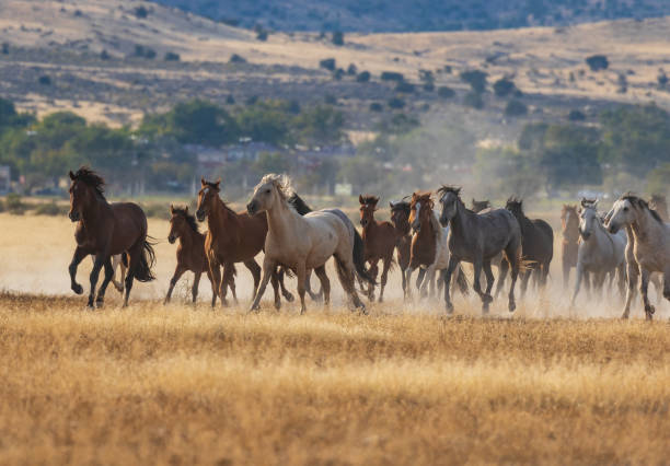 istock Herd of Wild Horses Running 968498518