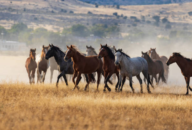 istock Herd of Wild Horses Running 968498882