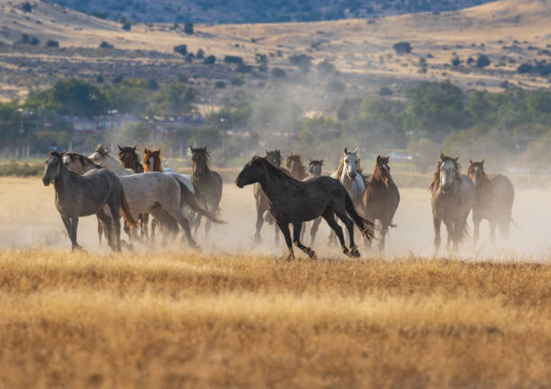istock Herd of Wild Horses Running 968498888