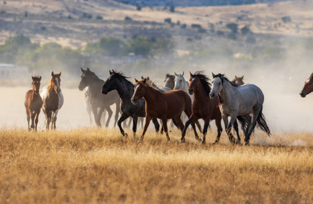 istock Herd of Wild Horses Running 968498890