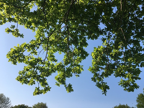 One of several mature English oak trees at the Cowick Barton playing fields. Quercus robur, commonly known as common oak, pedunculate oak, European oak or English oak, is a species of flowering plant in the beech and oak family, Fagaceae