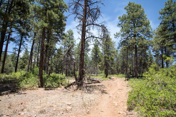 istock Animas mountain trail in Durango, Colorado 968501870
