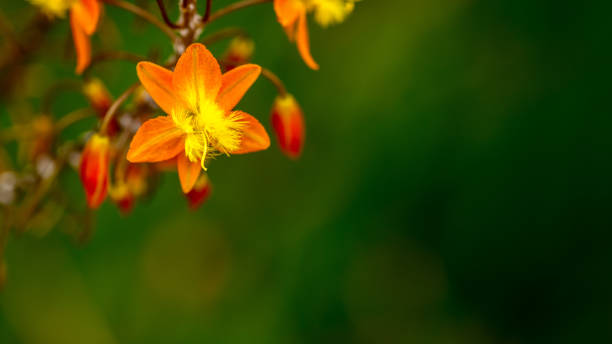 istock little golden flowers 968502170