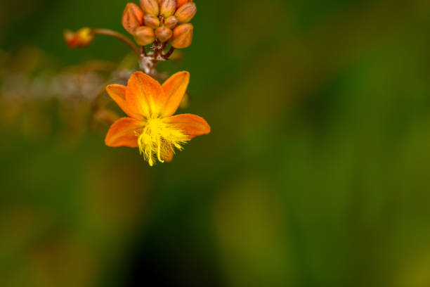 little golden flowers of plant, southern california