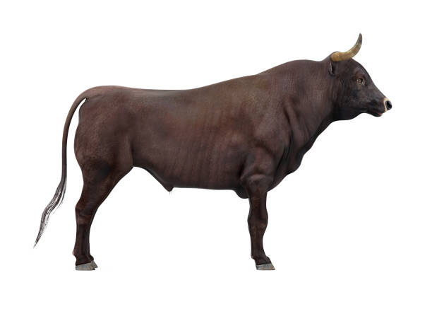 toro aislado - ox tail fotografías e imágenes de stock