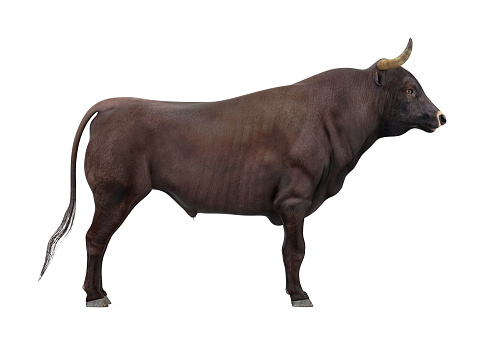 Bull isolated white background. 3D render