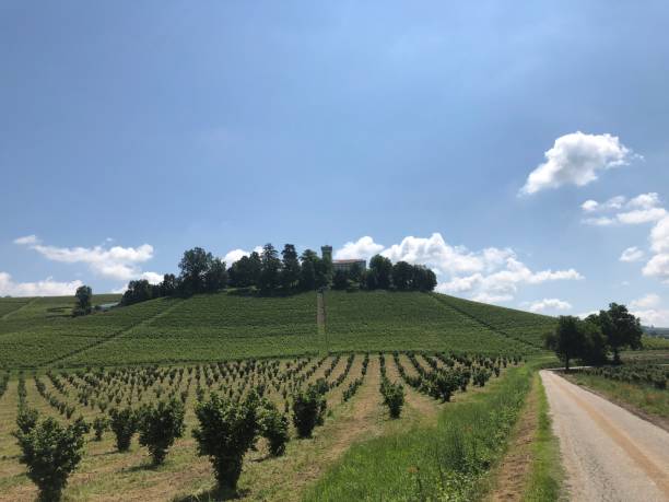 istock Hazelnut and wine cultivation in Piedmont, Italy 968505526