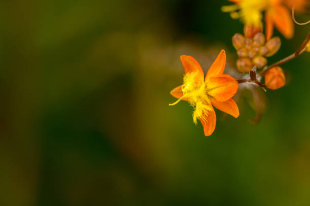 istock little golden flowers 968505568