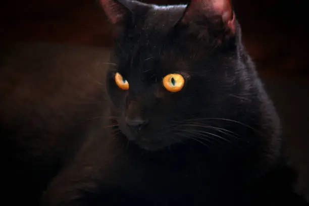 Black cat yellow eyes