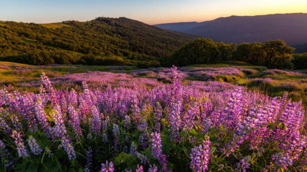istock Wild Lupine Field at Sunset 968509232