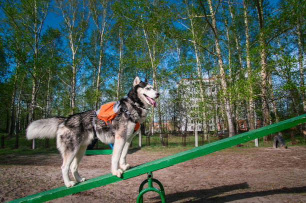 il cane husky si trova sull'altalena teeter totter, attrezzatura impegnativa e molto divertente per i cani. addestramento dell'attrezzatura del parco cani. teeterboard. - totter foto e immagini stock