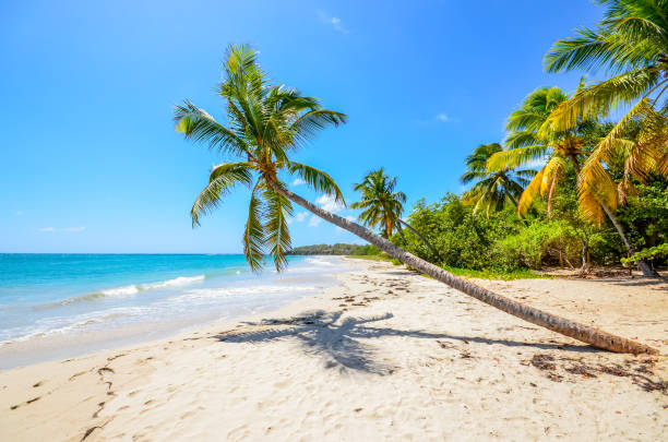 Caribbean Martinique beach coconut stock photo