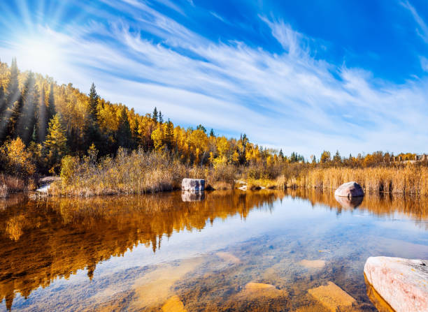 노란가 잔디와 북부 선 - manitoba north lake canada 뉴스 사진 이미지