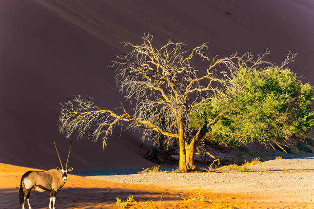 istock Gaselle standing at the dune 968516122