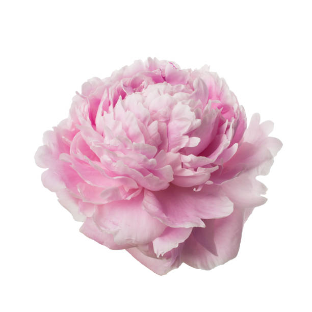 istock Pink peony flower isolated on white 968516614