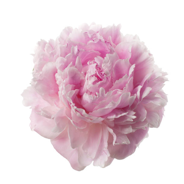 istock Pink peony flower isolated on white 968516776