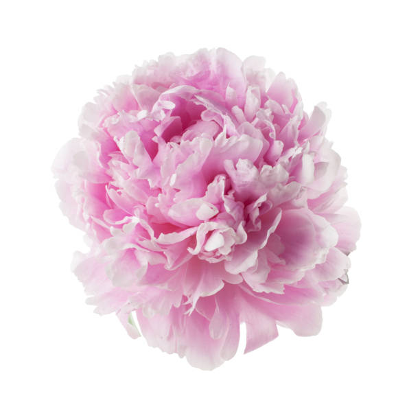 istock Pink peony flower isolated on white 968516970