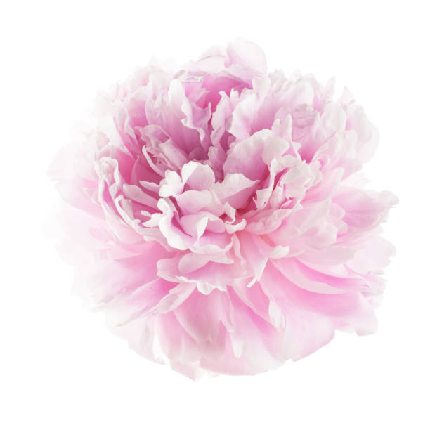 istock Pink peony flower isolated on white 968516998