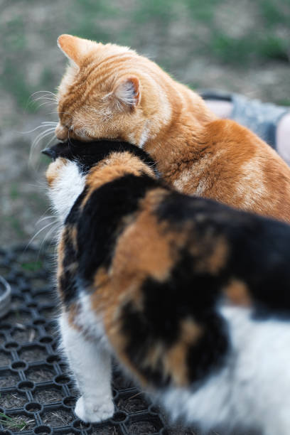 istock wild cats in the village playing 968517066