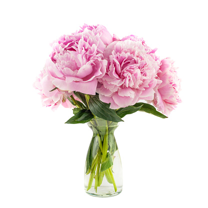 Colourful peony bunch isolated on white background