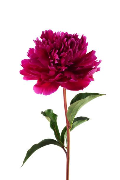istock Pink peony flower isolated on white 968517148