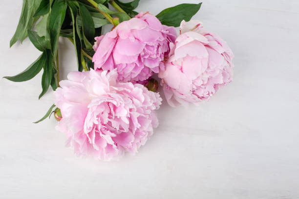 istock Beautiful pink Peonie flower on light background 968517476