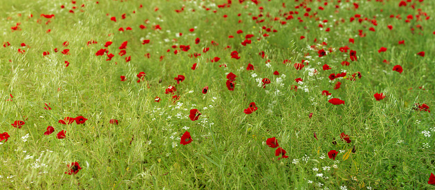 Meadow covered with flowers. Bright red poppies and whight bells on a background of green grass.