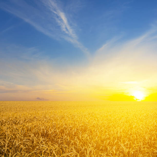 istock golden summer wheat field at the sunset 968520356