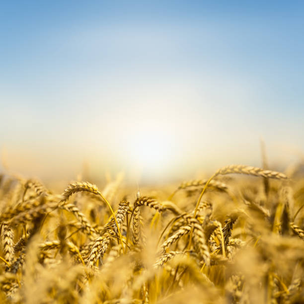 istock closeup golden wheat ears on a sunset background 968520538