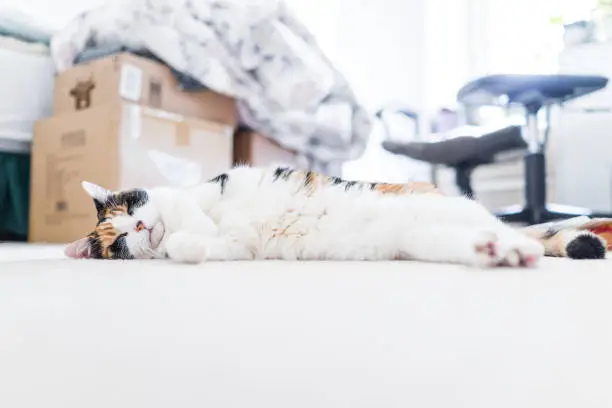 Peaceful happy calico short hair cat with white stomach sleeping ground surface carpet level lying down on side in bedroom living room inside indoor house, clean fur, cardboard boxes