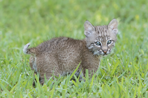 Cute Baby Bobcat (Lynx rufus) with tail up