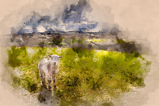 Watercolour painting of Spring Lamb close up at the Welsh Countryside in Brecon Beacons, Wales