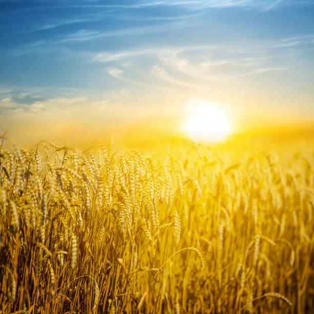 istock closeup evening summer wheat field scene 968524102