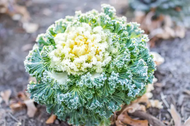 Flat top view down of yellow green kale in winter garden outside outdoors landscaping with leaves covered in morning frozen frost ice crystals