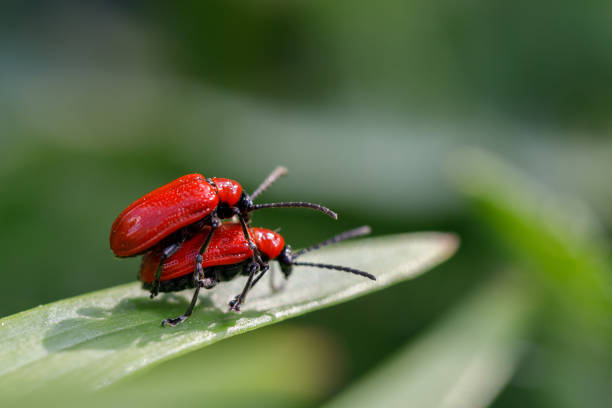 istock Free relations in insects. Beetles on a walk 968526550