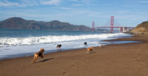istock Dogs Running on California Beach 968527154